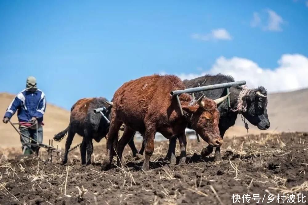 2021辛丑年，俗语“二龙治水，九屠共猪，十一牛耕田”啥意思