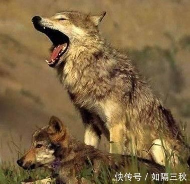 农村人说“狼怕一托,狗怕一摸”,这个说法有道理吗答案来了