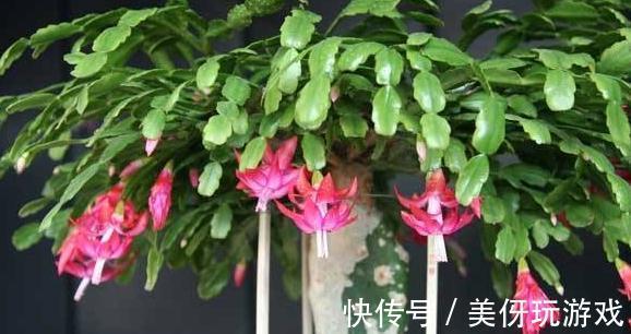 蟹爪兰不会养，只需学会这4招，花盆都装不下，花量大色艳