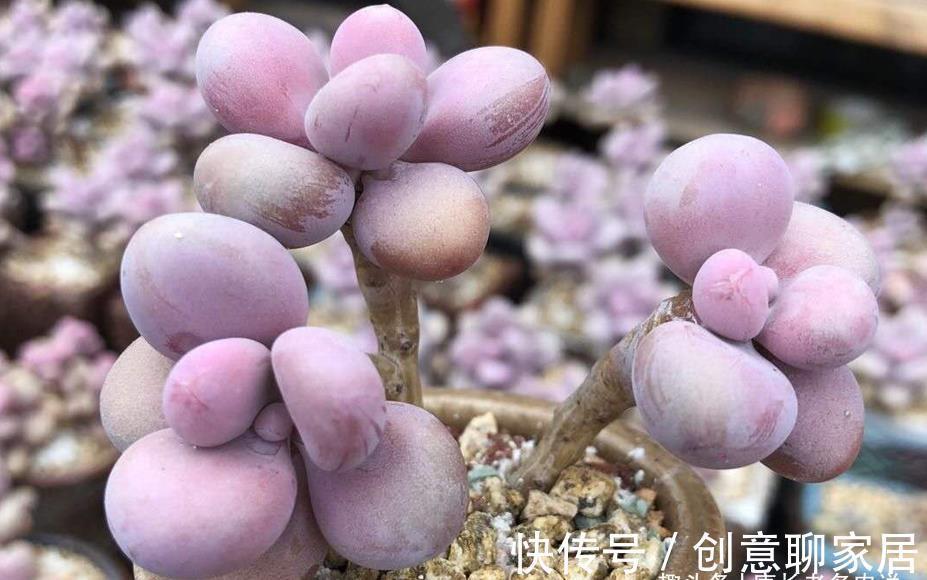 桃蛋|多肉桃蛋真有两种?是的,还有一种粉更厚颜色更紫,它又叫桃精灵