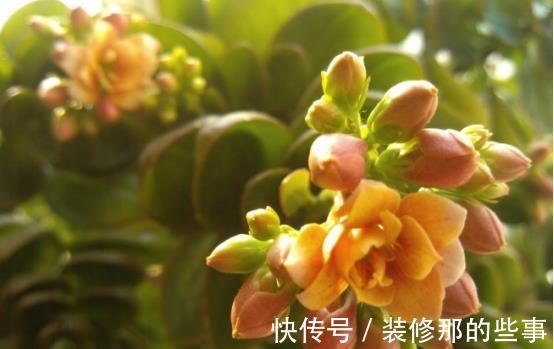 养殖|室内盆栽:金钱树、长寿花的养殖方法