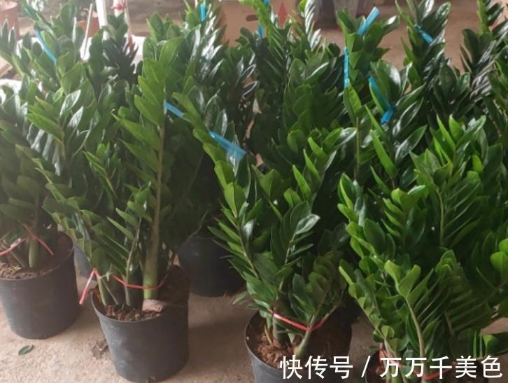 金钱树不会浇水的,赶紧瞧过来哦,分享详细教程