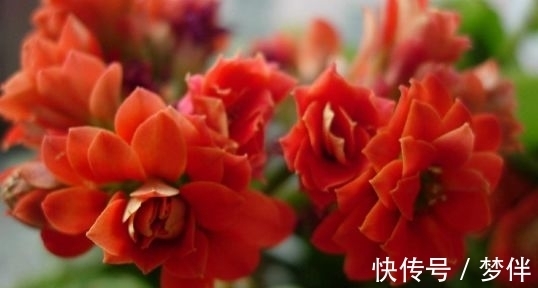 养护|适合新手养护的4种花,好养漂亮花期长,开花一簇簇,开成百花园