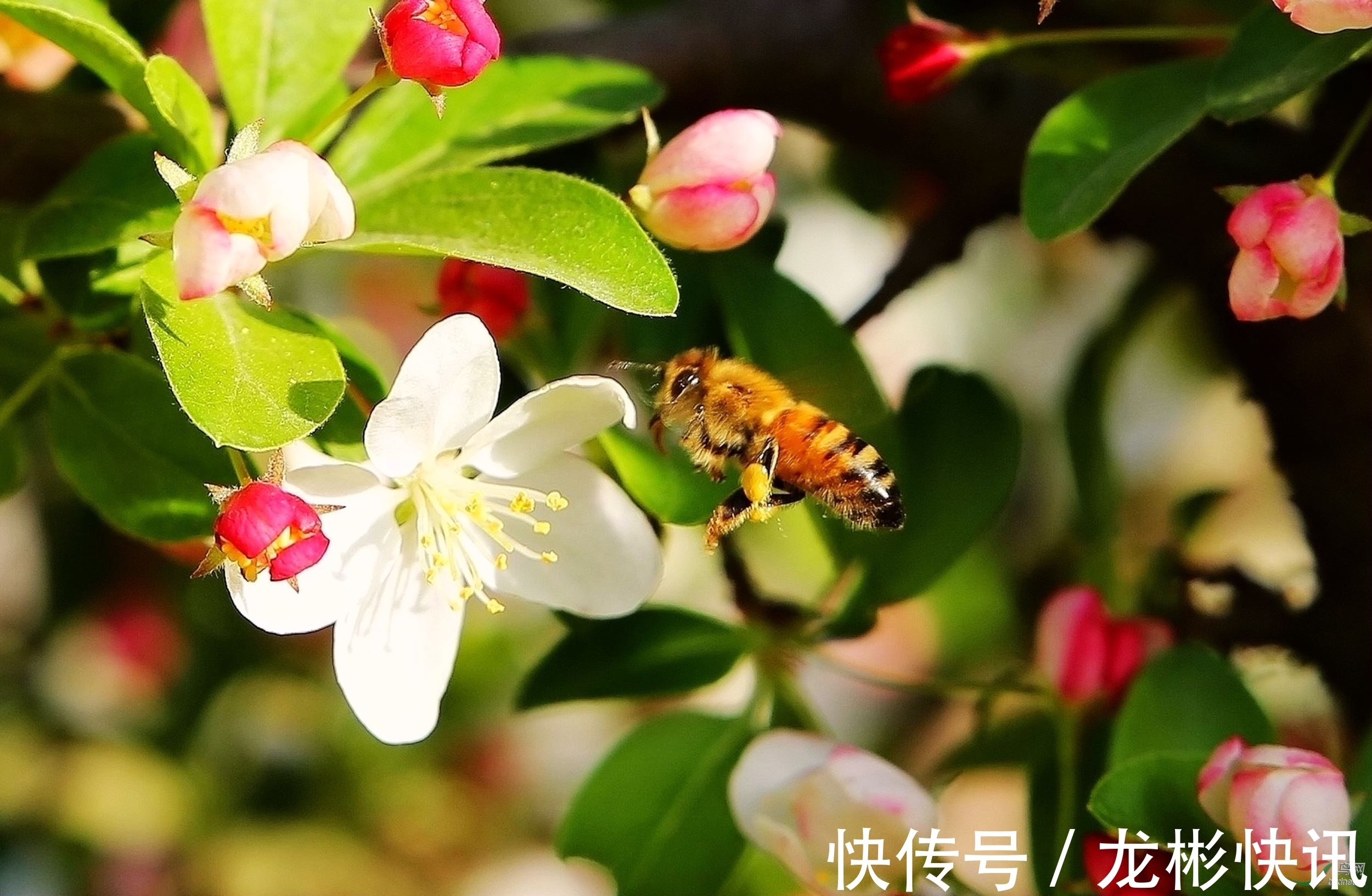 经济独立|经济独立，不靠男人靠自己，在事业上有一番成就的生肖女