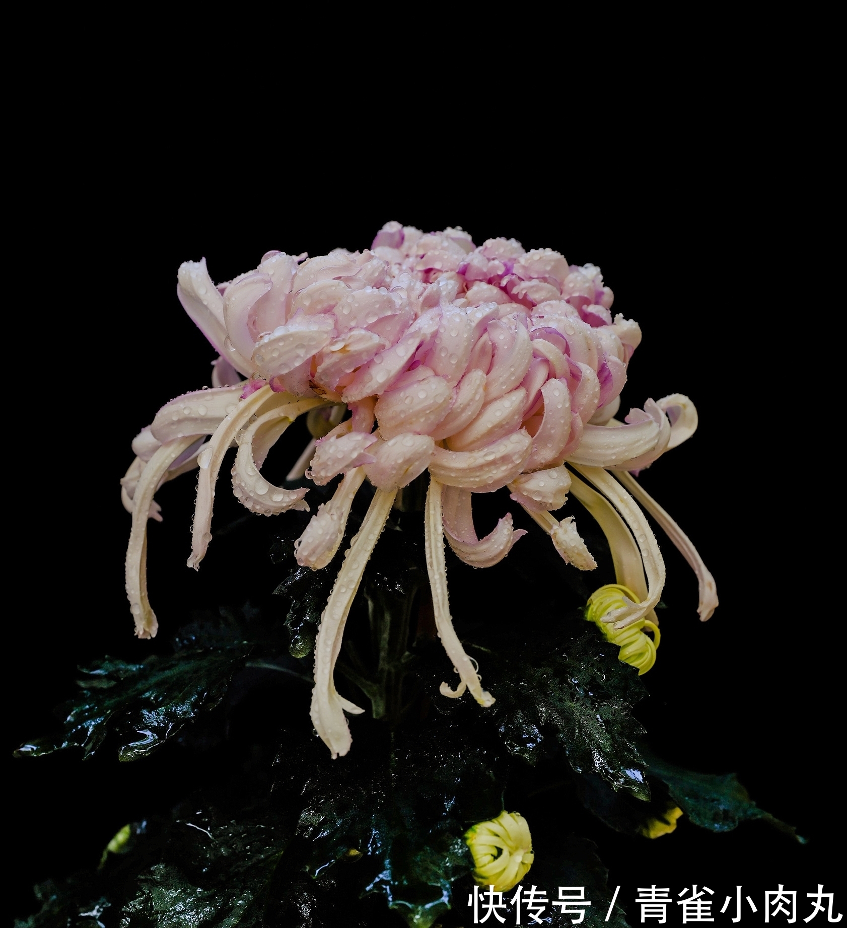 晓东&原创诗词27首,晓东点评,推荐学习4首