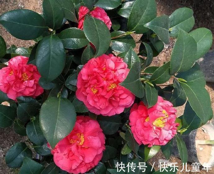 茶花|忘了月季吧,此款好养更耐寒,花苞犹如鸽子蛋,一开就是小半年