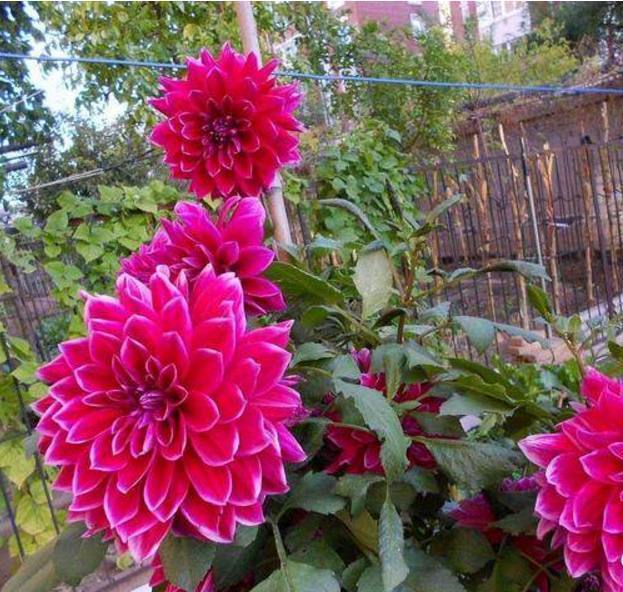 以下10种全年都能开花的室内盆栽，超好养护又容易爆盆！