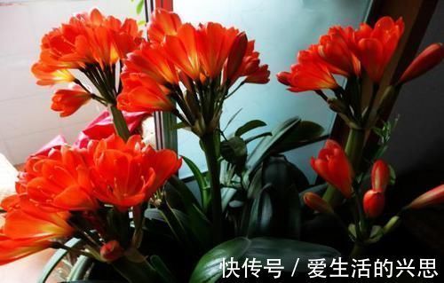 昼夜温差|盆栽君子兰该如何催花?掌控4方面因素,开花早、状态理想