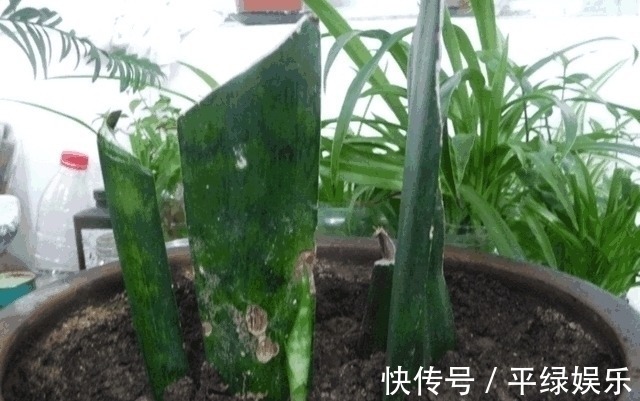 泥土|5种“不死花”, 一片叶子就能繁殖一整盆, 不用再买盆栽了!