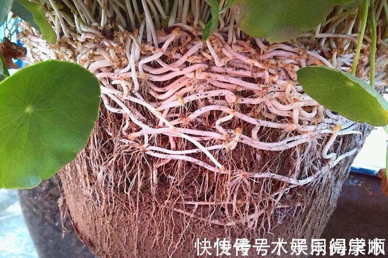 4种花要富养,根多“爱吃土”喜欢大花盆,用对了利于生长和开花