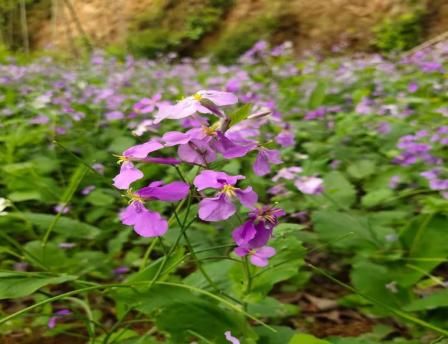 山花无言吐芬芳