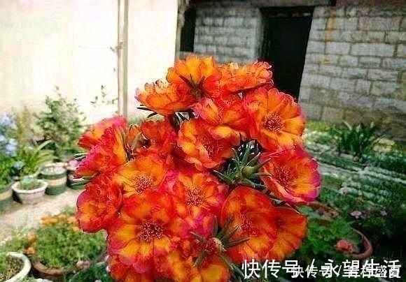 3种花很贵，买不起就不用买，扦插一根枝条，就能开花大半年！