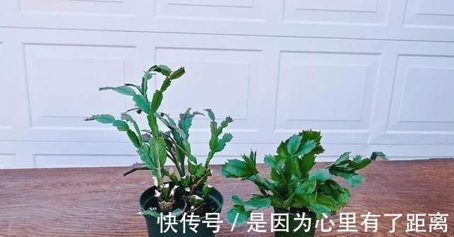 浇水|做好这几点,蟹爪兰到了夏天也不怕,轻松度过高温期