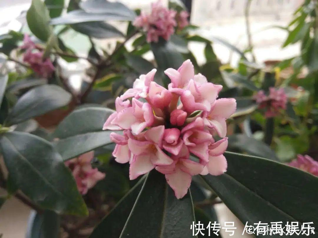 公认难养的20种花，养一盆死一盆，下次还敢买