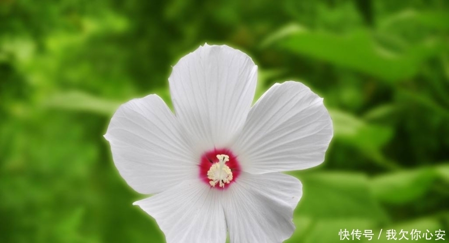 抓住|3生肖女最会抓住男人的心,她们会事先做好准备