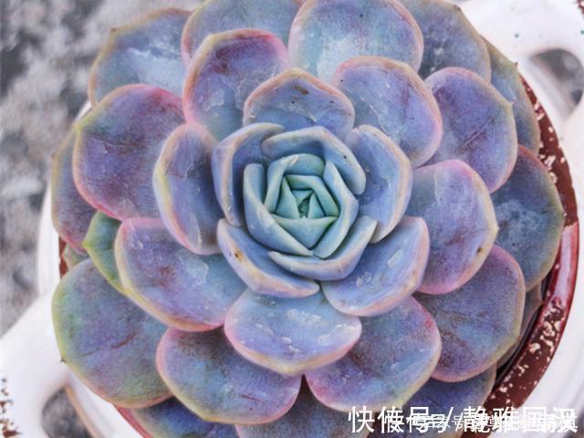 肉友们|最具清凉感的5种多肉,养护用对方法,出状态后呈现出高级蓝