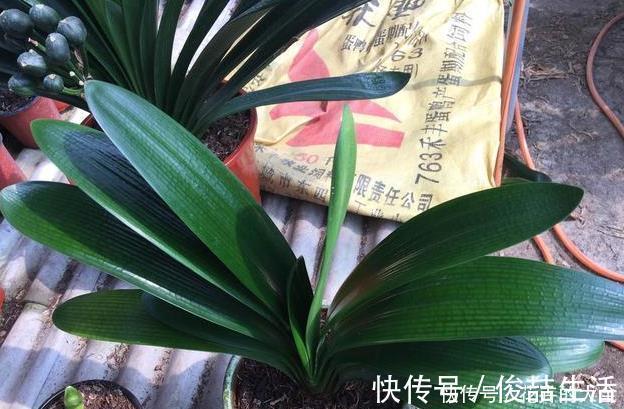 腐叶土|养君子兰用这个小妙招，开花多、新叶多、不夹箭，叶子绿的发光
