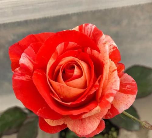  蜂蜜焦糖|比“仙人掌”还好养的3款月季，款式经典，开花量大，轻松开满院