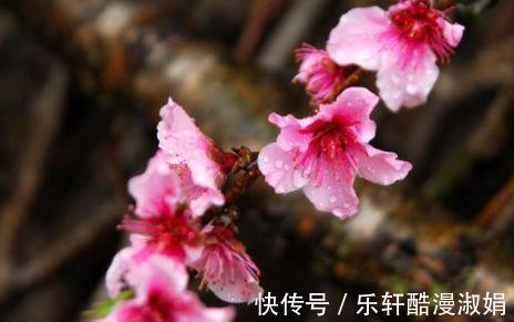 神农本草经|这5种花卉除了能观赏，最重要的能减肥，这才是真正的女人花