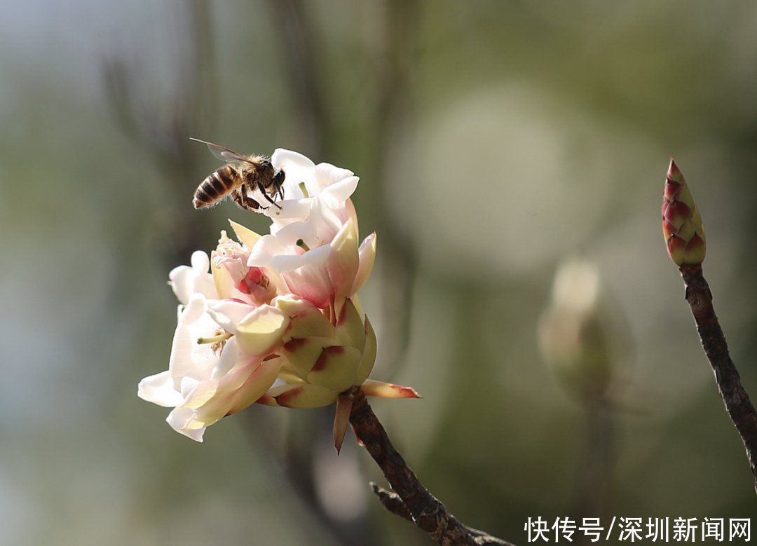 教堂|错过等一年！梧桐山最美花海盛开，漫山遍野一片粉