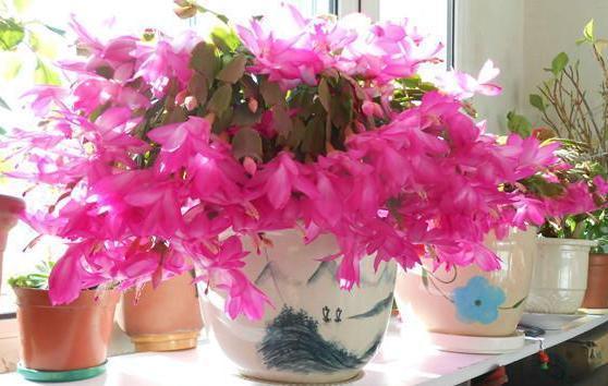 养殖蟹爪兰该注意什么掌握2个简单方法,成活率高、开花漂亮