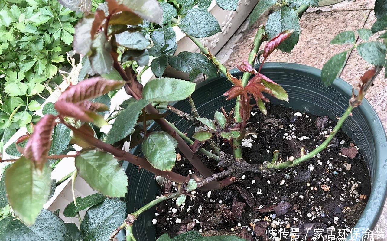 温度|月季服盆慢,满足“三要求”,“快速缓苗”,三周冒出一堆大白根