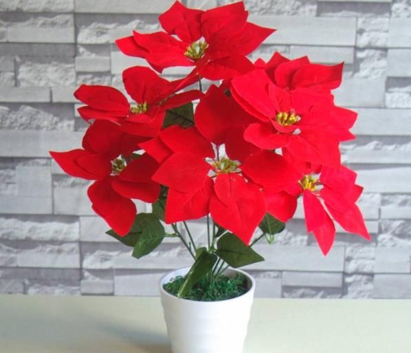 漂亮的一品红是怎么养出来的?养花高手仅用3个套路,不久就养成