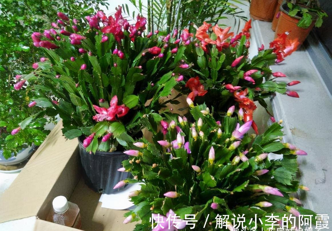 蟹爪兰“嫁”给它,层层叠叠的造型太漂亮,到了花期,开满了花