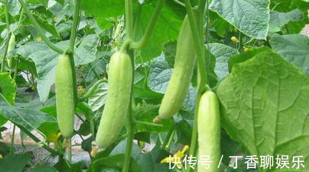 油菜|5种减肥常吃的蔬菜,在室内也能种,随摘随吃好方便