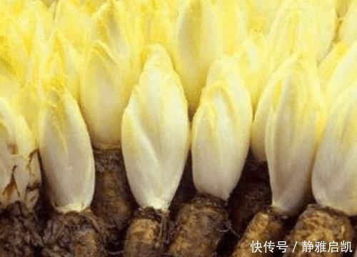 白菜|把“山药”埋进土里，能长出“白菜心”，卖80元1斤，你见过吗