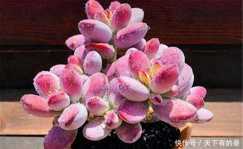 叶片|20款高贵梦幻紫色多肉,养一盆“紫气东来”,总有一款是你喜欢的