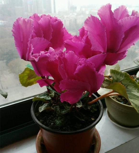 “高逼格”的花，一开花就是半年，还很好养活