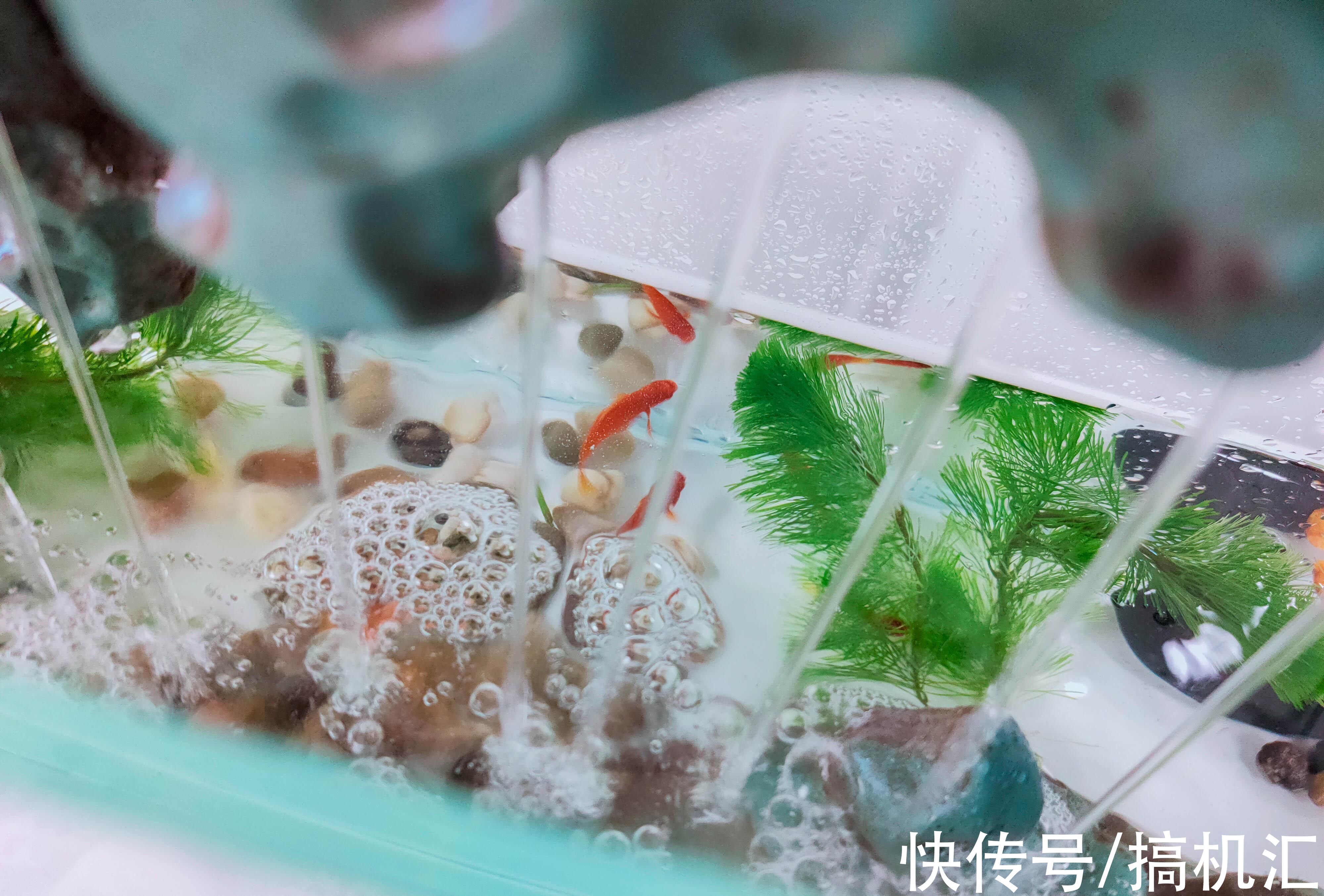 天空之城+流水造型,MOMOYOO水光山色鱼缸体验:萌新养鱼记