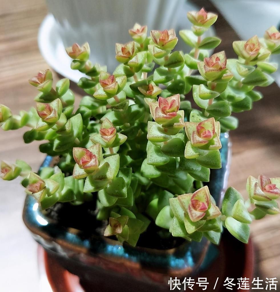 浇水|养多肉小米星，掌握“3秘诀”，叶片肥美，颜色好看得不得了