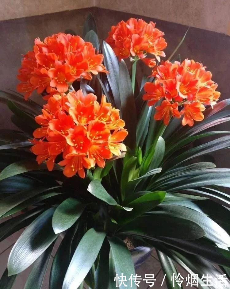 植株|君子兰、蟹爪兰钟爱的这种水,冬天来一杯,花苞爆增
