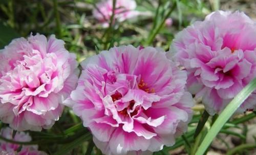 花朵|3种花随便养,长得快开花多,养成瀑布,美如画!