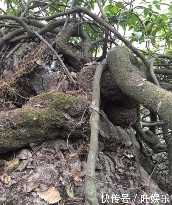 这东西,俗称“鸡血藤”,枝条红如鸡血,目前极其珍贵,遇见是福