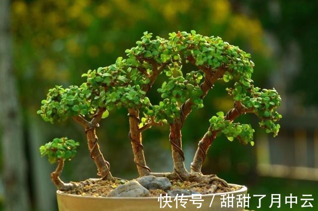 造型|养金枝玉叶盆景,光浇水施肥没用,得会修剪才行,枝叶一少价值高