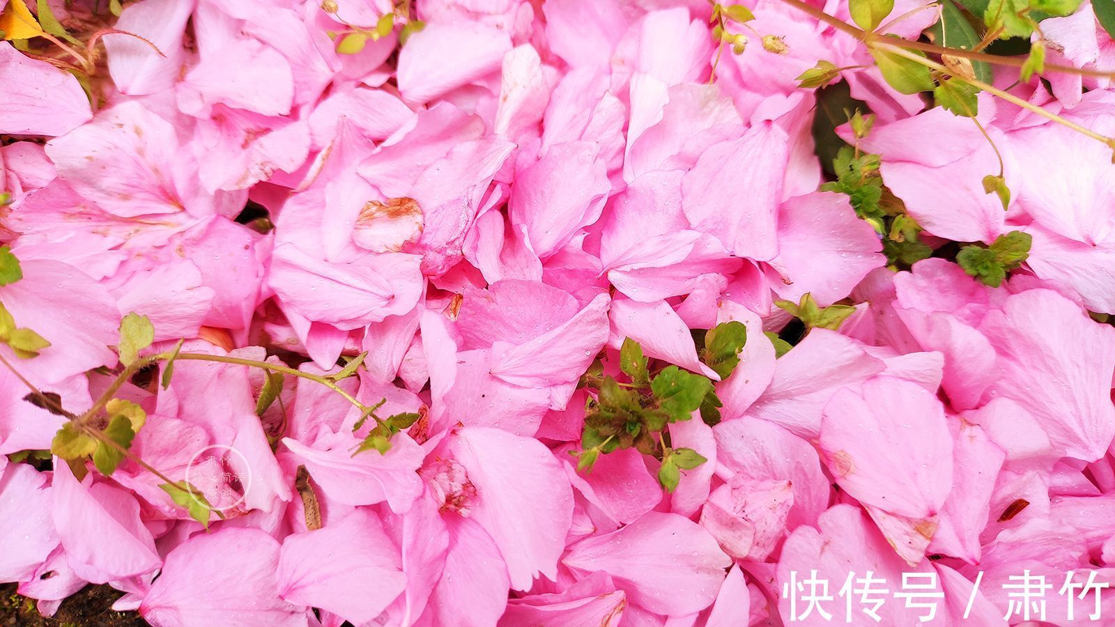 边际@思念是窗前的眼睛,望着望着,就被风吹红了