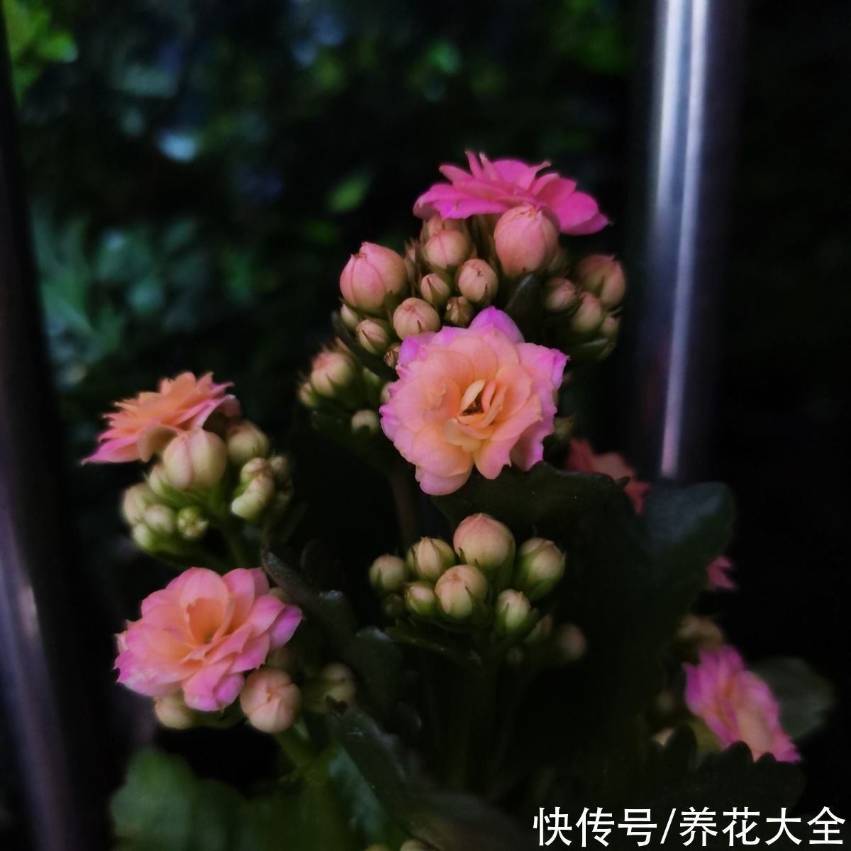 花根|想要养好长寿花，需注意“3少1丢”，来年独苗轻松变老桩