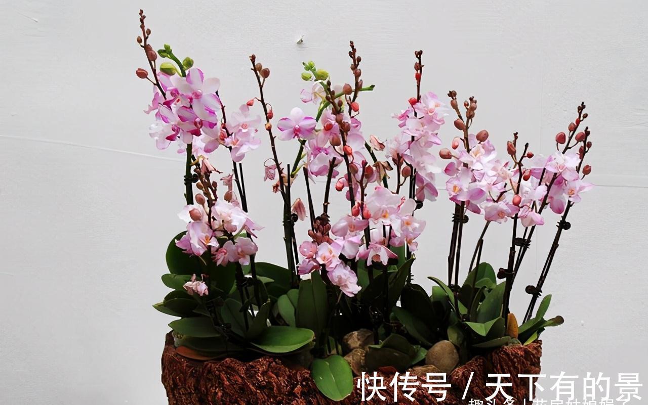 蝴蝶兰|3种花好看但是难养,新手养不好,老手不愿养,别轻易入坑