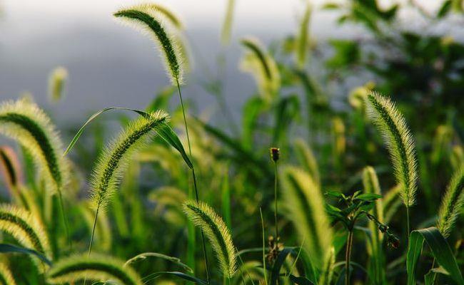 解毒|夏季随处可见的“狗尾巴草”,能清肝明目,解毒利尿,功效很强大