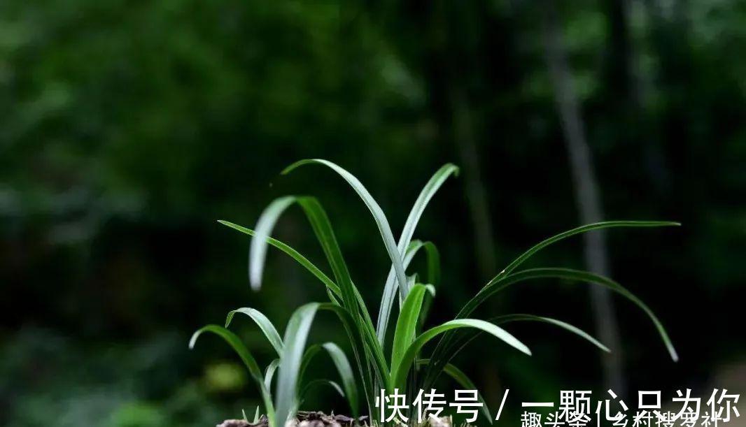 种植单苗兰花,怎样才能快速成活?给它找个伴,春兰和蕙兰都适用