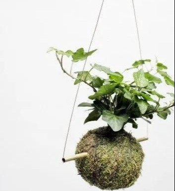 室内绿植种花不用盆，揉一个小球吊起来就让家里美翻