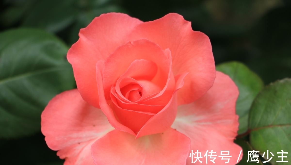 月季|冬天养花,千万别不舍得摘心,摘完才能平安过冬!