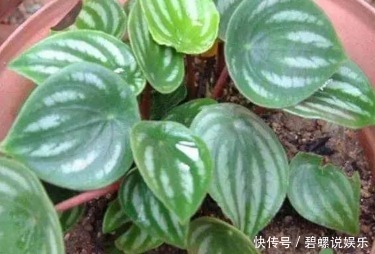 提起桌面盆栽就是绿萝,你真的落伍了