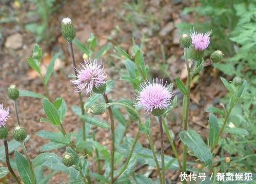 野菜|它被称为“天然抗生素”,农村常见,价值珍贵却惨遭忽视,可惜了