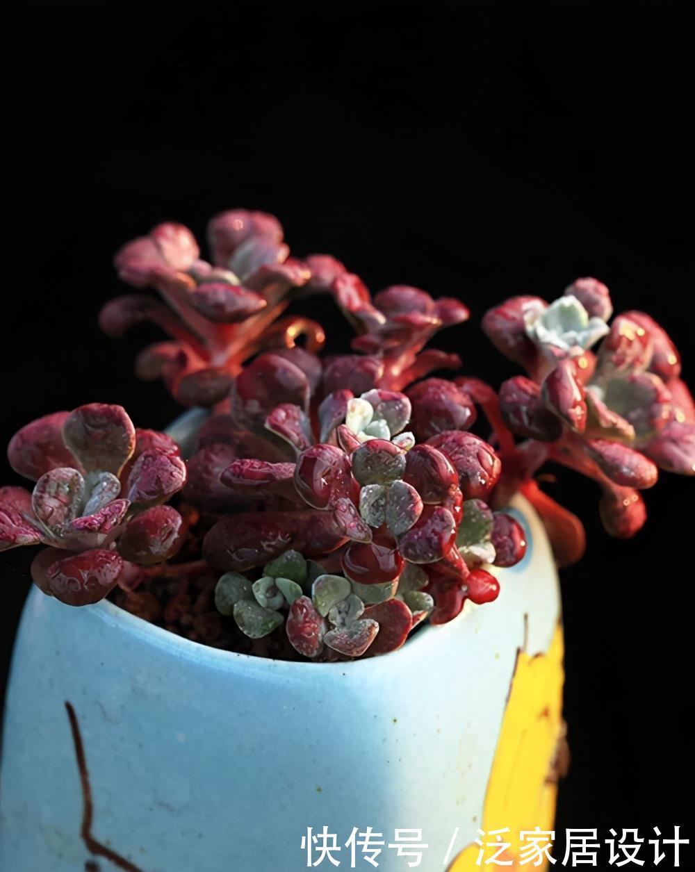 不容错过的浓颜系多肉,简介珊瑚珠、法瑞诺莎、花月夜、红霜