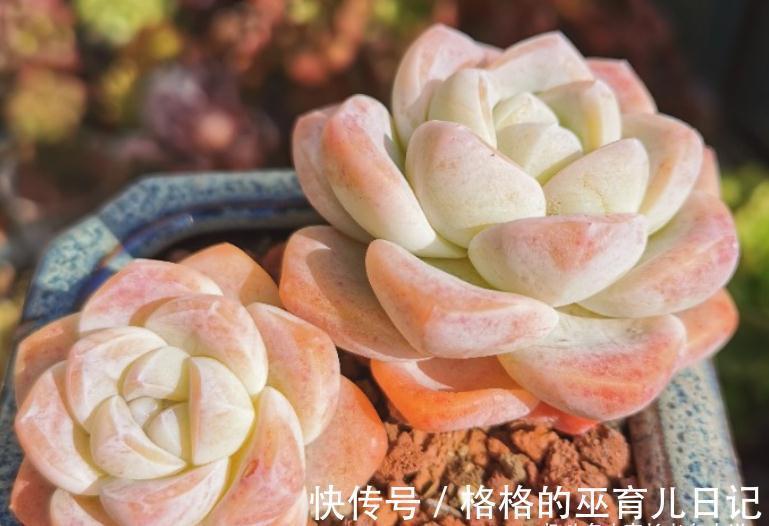 多肉冰魄不是冰玉,虽然名字只有一字之差,但它有2个明显的特征