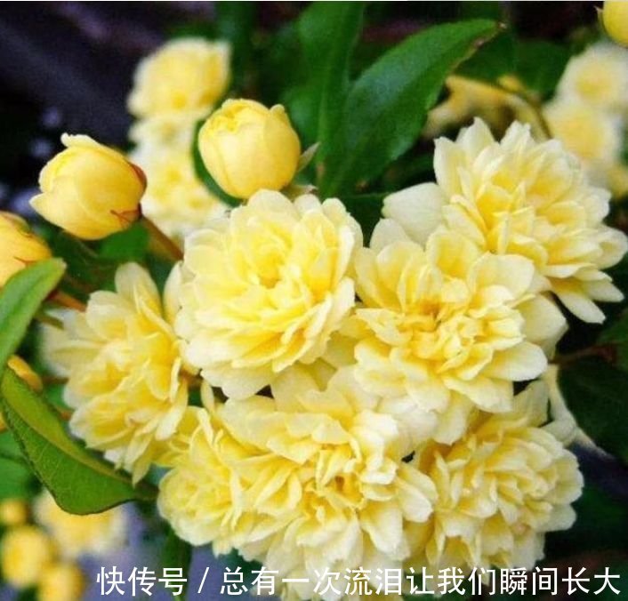 此花被称“香水之花”，旺财又旺运，开花漂亮上档次，越养越喜欢